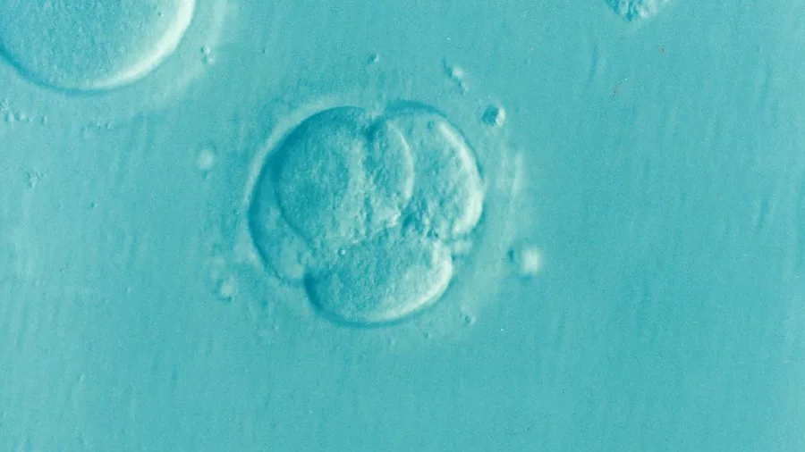 Two Genetically Distinct Cell Populations Appear at the Embryo's First Organising Step