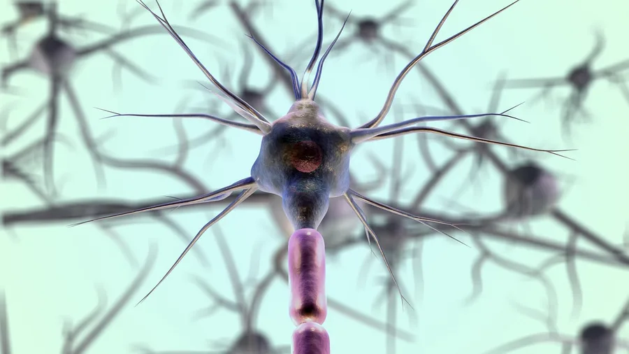 Growing Hindbrain Neurons in a Dish Opens a Direct Route to ALS Research