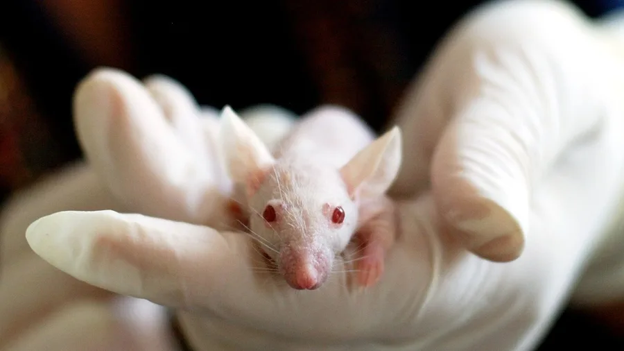 The Causal Proof Is in Animals; Human Data Shows Association
