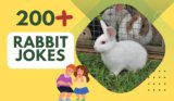 Rabbit Jokes – Laughter for Every Bunny Lover