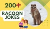 Racoon Jokes – Laughter Amidst Nighttime Antics