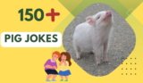 Pig Jokes – Oink-spire Your Funny Bone